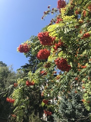 Sorbus aucuparia
