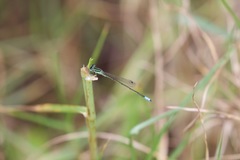 Ischnura forcipata
