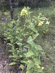 Silphium glutinosum
