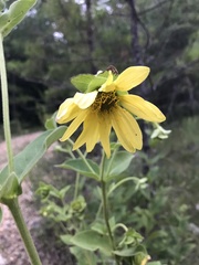 Silphium glutinosum