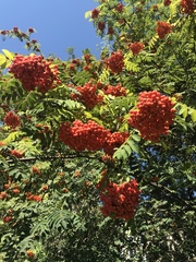 Sorbus aucuparia