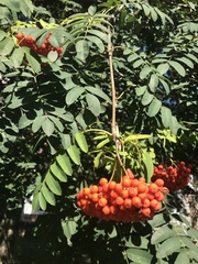 Sorbus aucuparia