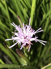 Liatris oligocephala