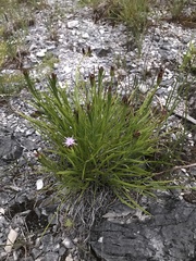 Liatris oligocephala