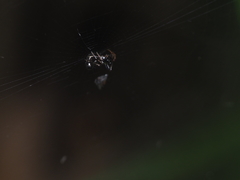 Cyclosa bulla