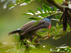 Cinnyris chloropygius