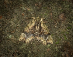 Tamba conscripta