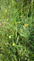 Pilosella flagellaris