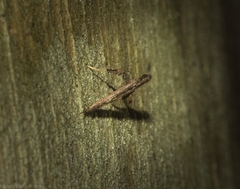 Caloptilia eurycnema