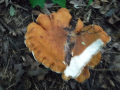 Polyporus radicatus