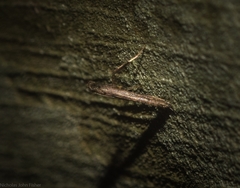 Caloptilia eurycnema