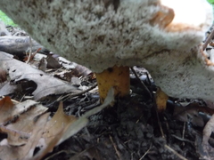 Polyporus radicatus