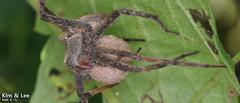 Dolomedes sulfureus
