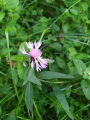 Centaurea jacea