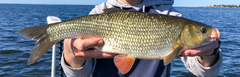 Leuciscus idus