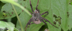 Dolomedes sulfureus