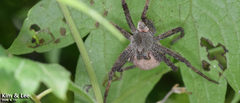 Dolomedes sulfureus