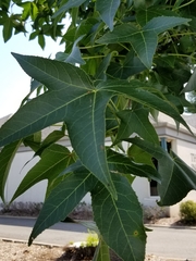 Liquidambar styraciflua