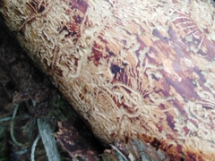 Pityogenes chalcographus