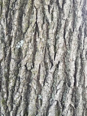 Liquidambar styraciflua