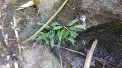 Leptochilus pteropus