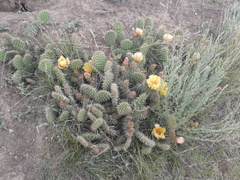 Opuntia polyacantha polyacantha