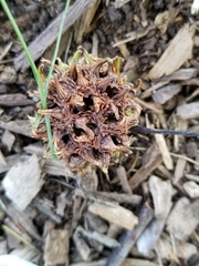 Liquidambar styraciflua