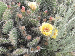 Opuntia polyacantha polyacantha