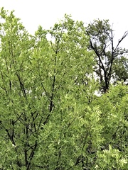 Fraxinus papillosa