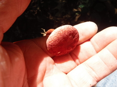 Gyroporus purpurinus