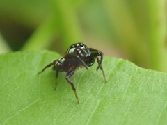 Naubolus
