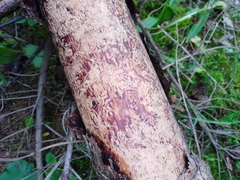 Pityogenes chalcographus