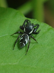 Naubolus