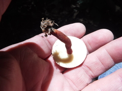 Gyroporus purpurinus