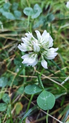 Trifolium repens