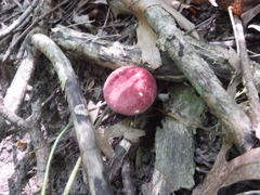 Gyroporus purpurinus