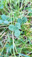 Trifolium repens