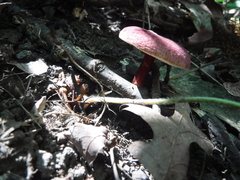 Gyroporus purpurinus