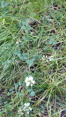 Trifolium repens