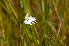 Pecteilis radiata