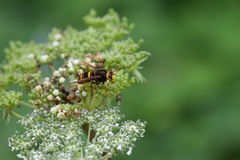 Vespa vivax