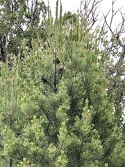 Pinus cembroides bicolor