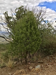 Pinus cembroides bicolor