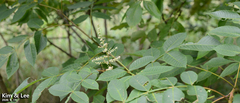 Rhus javanica