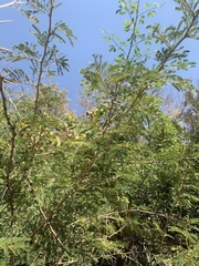 Vachellia natalitia
