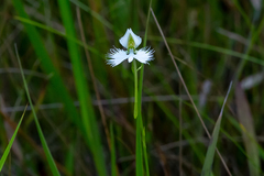 Pecteilis radiata