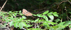 Limenitis helmanni