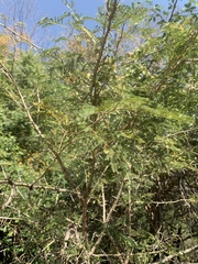 Vachellia natalitia