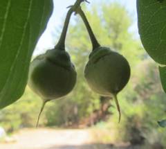 Styrax officinalis
