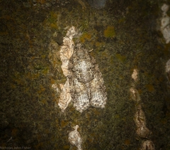 Polylopha epidesma
